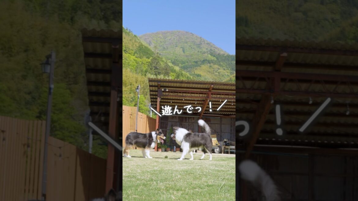 ボール遊びに夢中な子をひたすらワンプロに誘った結果... #オーストラリアンシェパード #ボーダーコリー