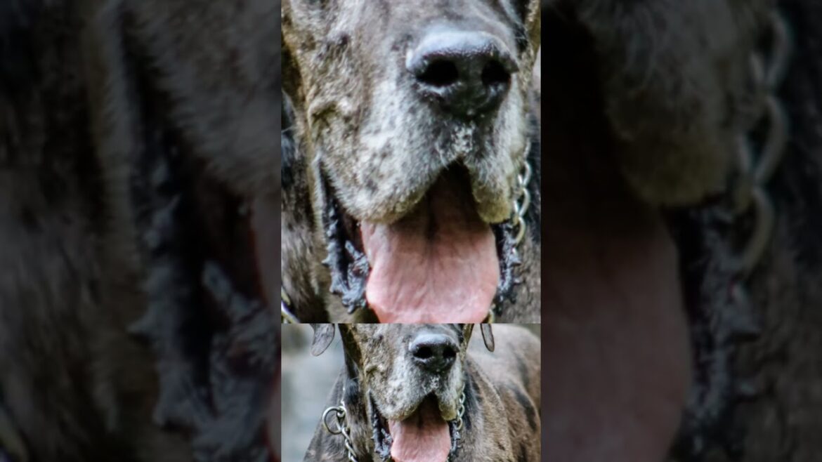 The World's Oldest Dog Breeds Ranked
