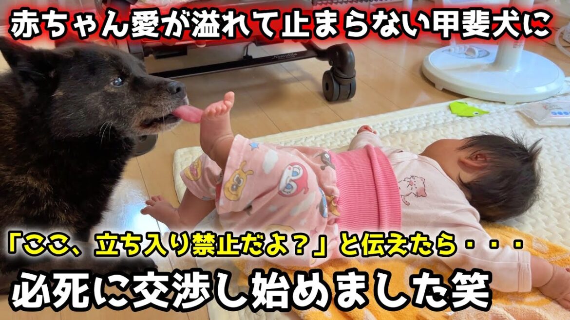 【愛】どうしても赤ちゃんの子守りがしたくて交渉する甲斐犬、笑