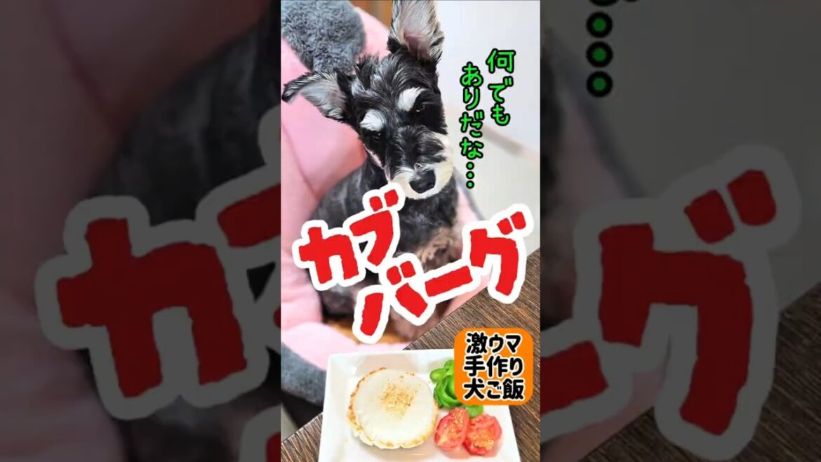 カブバーグ！めんま本日の激ウマ手作り犬ごはん【ミニチュアシュナウザー】#めんまのへや#わんこごはん#犬のいる生活