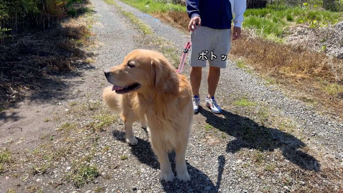 パパがリードを離したことに気付いた瞬間の、愛犬の行動‥! パパがリードを離したことに気付いた瞬間の、愛犬の行動‥!