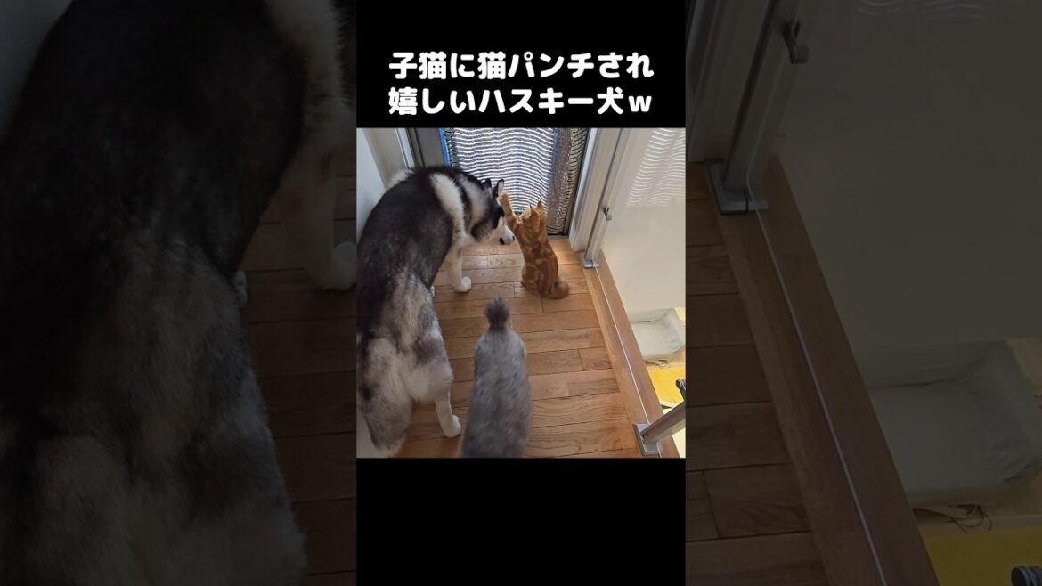 子猫に猫パンチされ嬉しいハスキー犬...笑#shorts He got cat-punched... and liked it 😹🐶