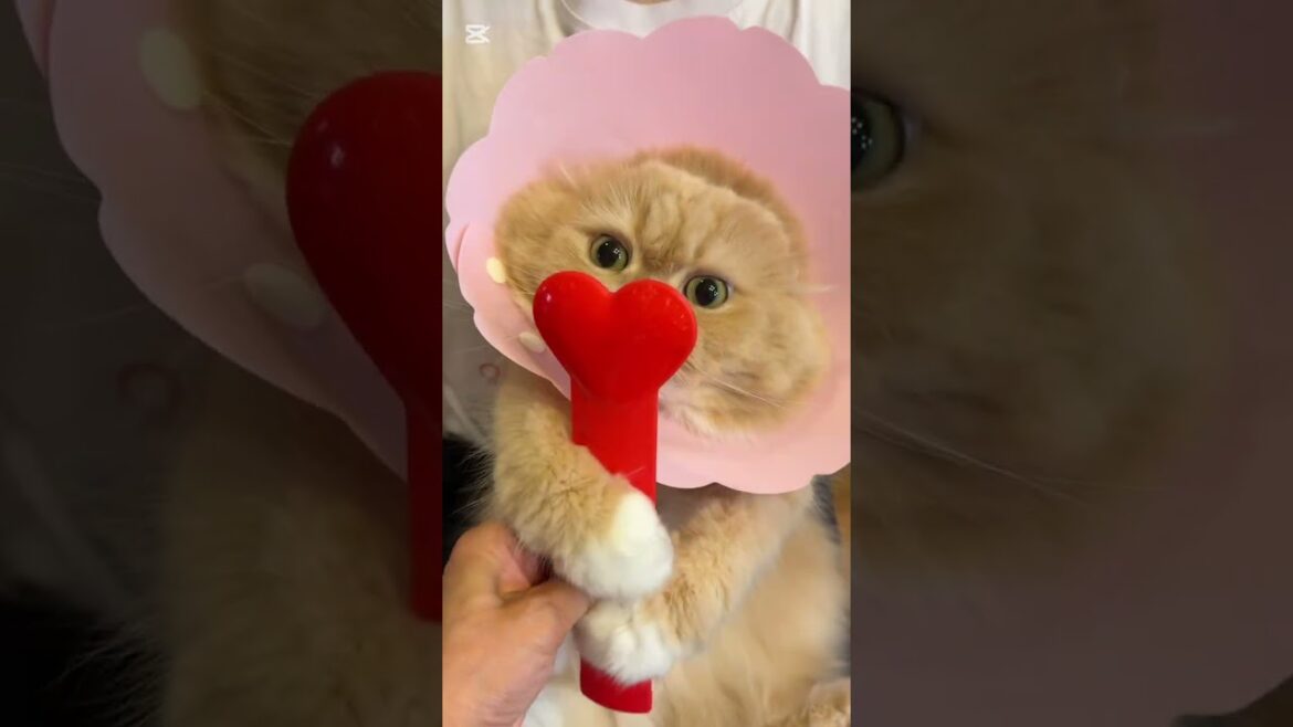 『早くちょうだいにゃ·͜·ᰔᩚ』爪切りとバリカンのご褒美は待てないらしい #すずちゃん