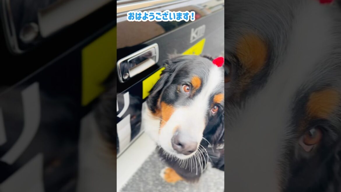 タクシーの運転手さんに挨拶するバーニーズ🐾
