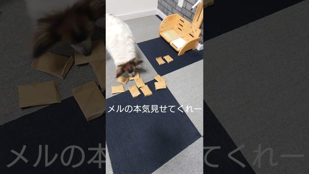 当たりは1つ！おやつチャレンジする犬 #犬のおやつ #犬のいる生活 #パピヨン