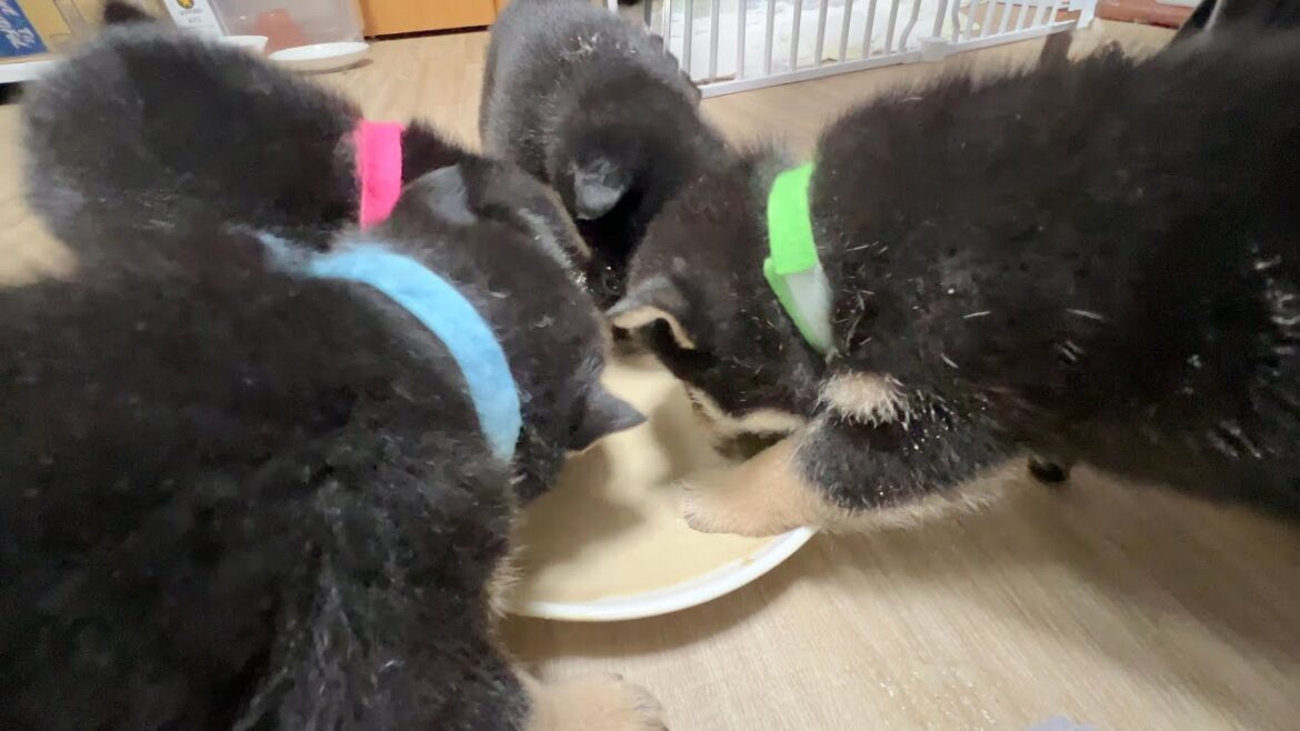 【柴犬 子犬】離乳食でビューで初めてとは思えない食べっぷりを披露する子犬たち