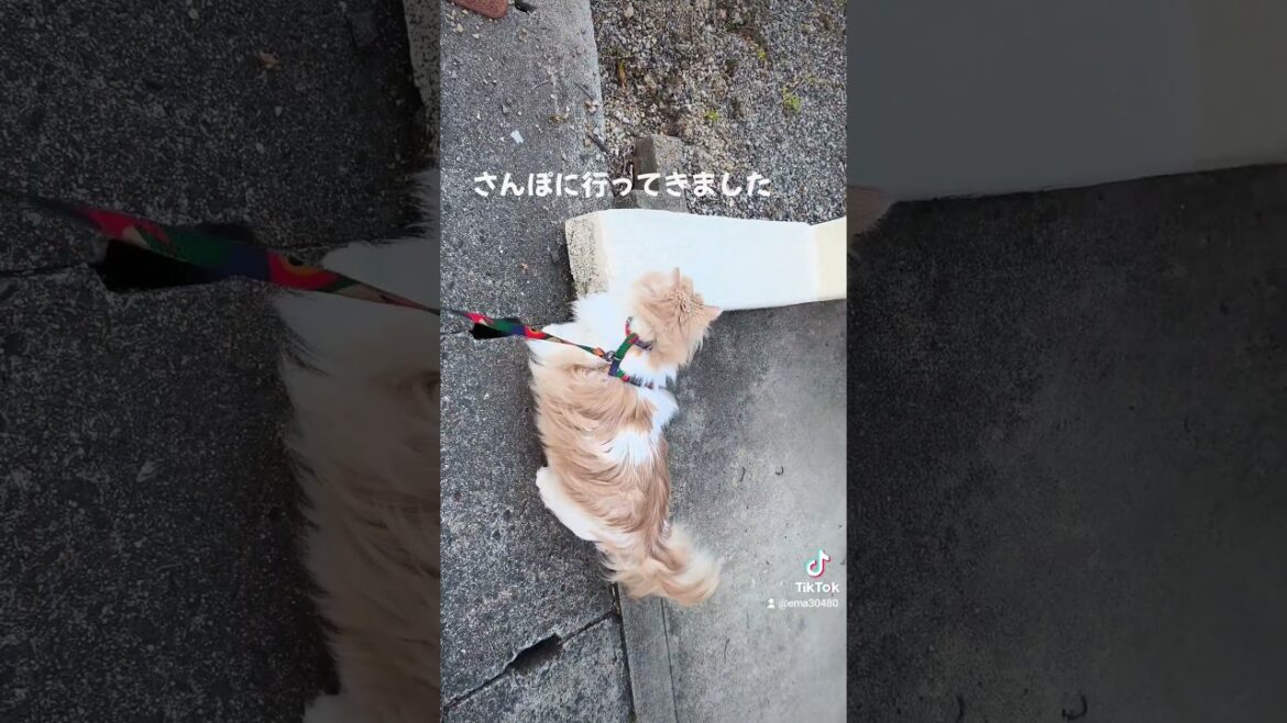 【猫のいる暮らし】#cat #ペルシャ #猫 #スコッティッシュフォールド