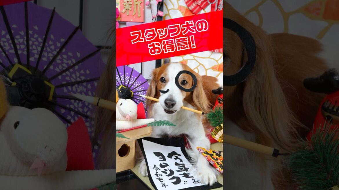 スタッフ犬 あおくんのお得意！ #お正月 #愛犬 #コーイケルホンディエ