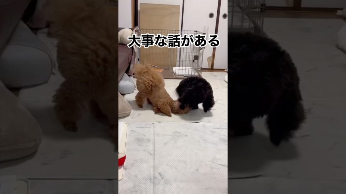 【多頭飼い】大事な話があります #トイプードル