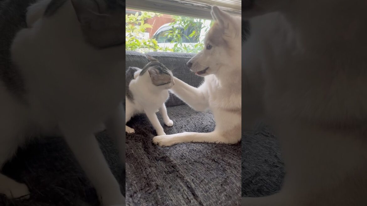 ハスキーにも負けない子猫 #シベリアンハスキー #ハスキー #子猫