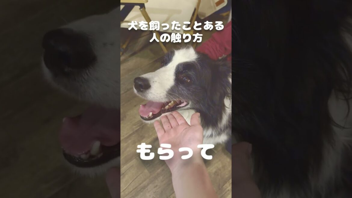 犬を好きな人は絶対に見て知って欲しいこと#犬 #ボーダーコリー #かわいい動物 #かわいい犬 #dog