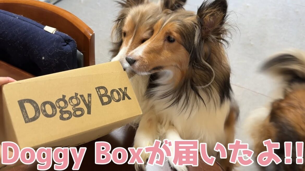 【シェルティ】DoggyBoxが届いたよ🎁【みんなご機嫌】