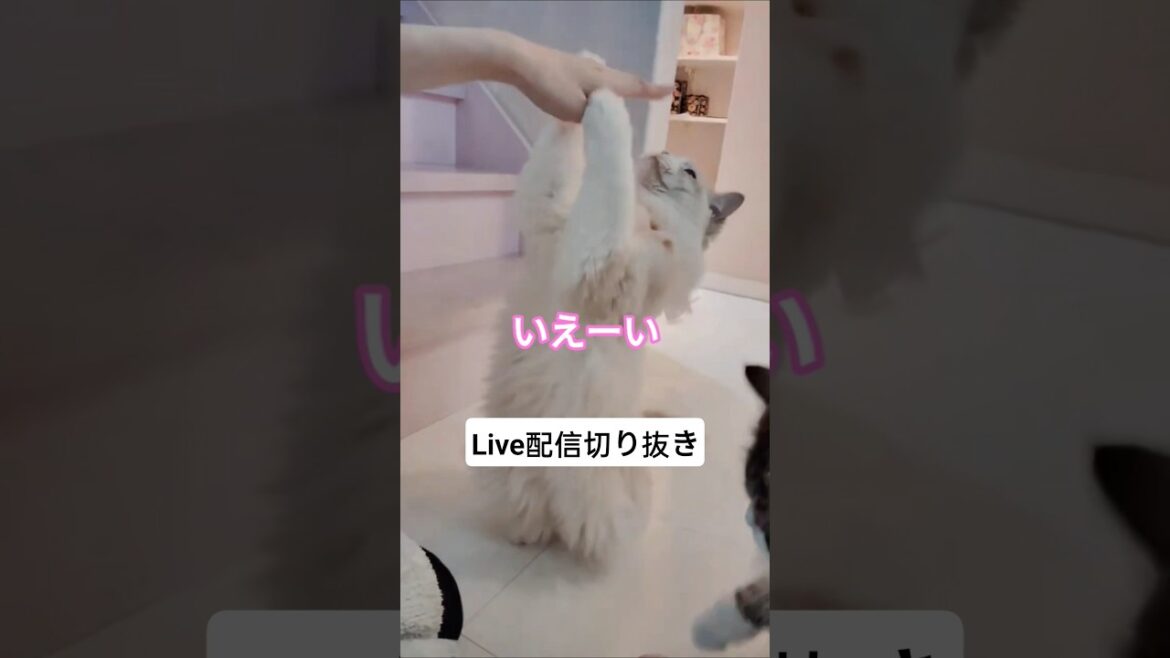 イェーイ！の天才ラグドール#shorts#short#live#live配信#ライブ#ライブ配信#切り抜き#切り抜き動画#きりぬき#ラグドール#cat#猫#ねこ#ネコ#天才#天才猫#芸
