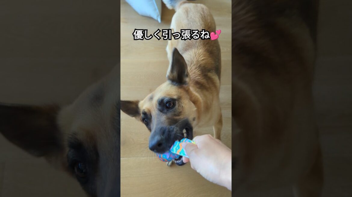 引っ張りっこ大好きだけど、優しいシェパードさん。#shorts #cutedogs #funny #germanshepherd