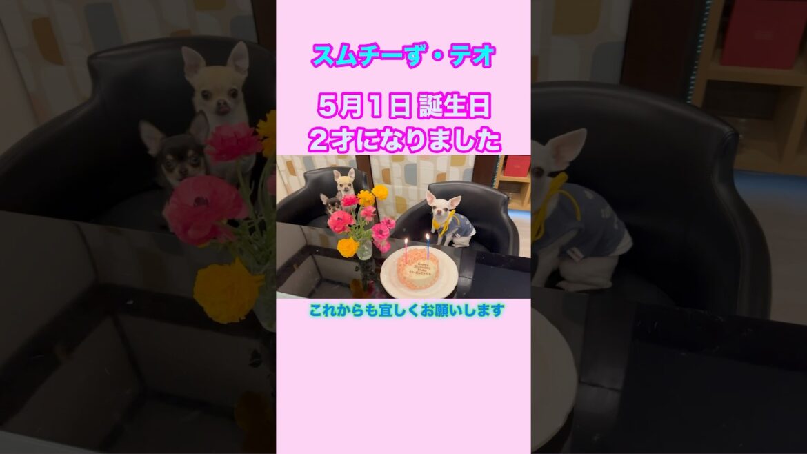 チワワのテオ君２才の誕生日です🎂おめでとう🎉【多頭飼いスムチーず】  #chihuahua #誕生日 #癒し