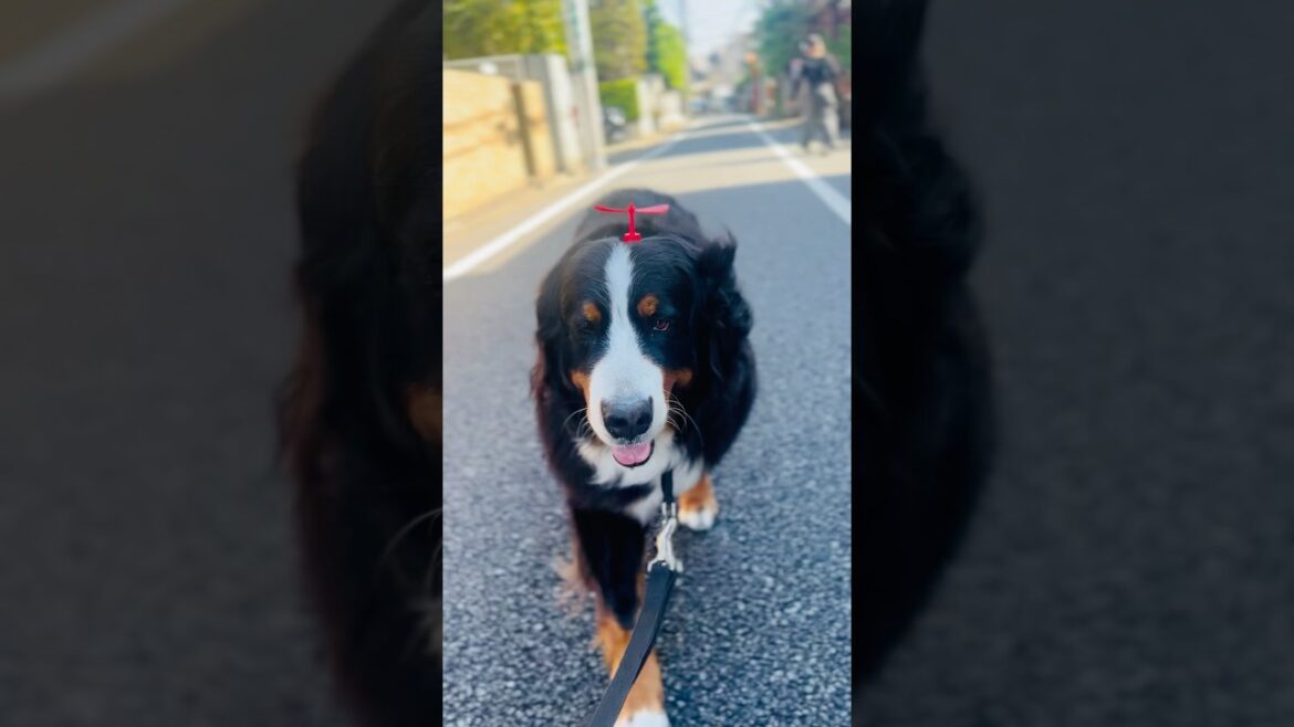 空も飛べる…気がするバーニーズのお散歩🐾