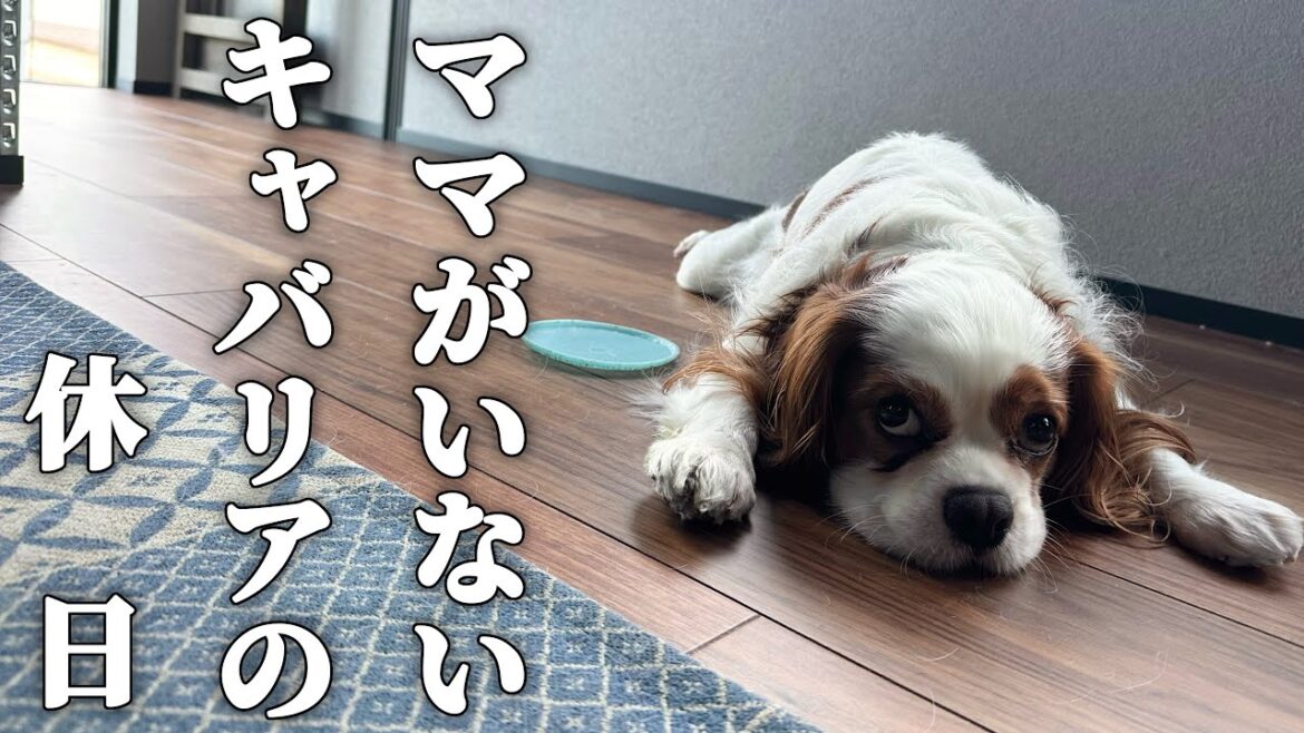 キャバリア犬のせっかくの休日なのに大好きなママがいない１日【犬vlog】