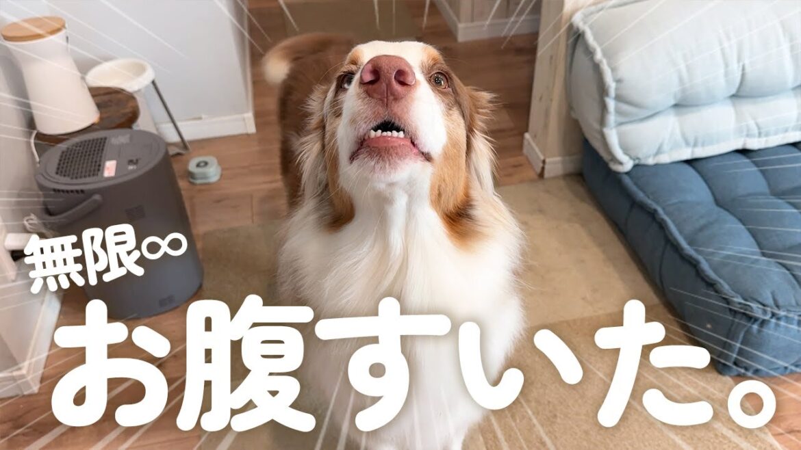 会話ボタンで無限お腹空いたおねだりする犬が可愛い😂ｗより美味しいご飯にする為自動真空ストッカー導入！【Petaboo】