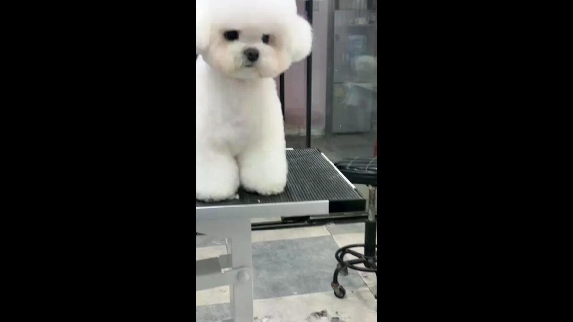#BichonFrise #TikTokPets #FurryPuppy