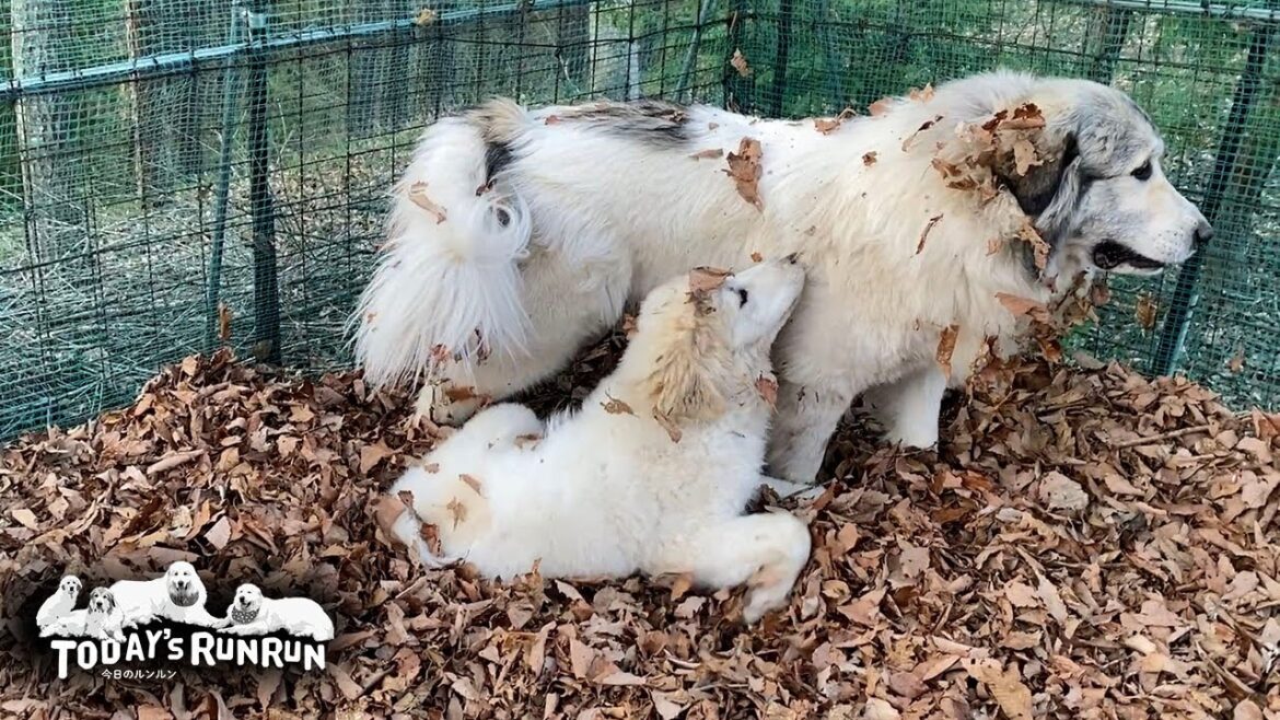 穴掘りと落ち葉遊びでシャンプー効果は1週間のベルとリリーです　Great Pyrenees　グレートピレニーズ