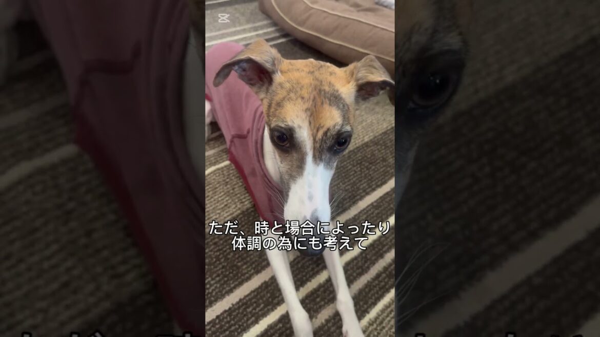犬に洋服って必要！？#犬　#ウィペット　#犬との生活　#犬服　@借金ドッグランのPちゃん