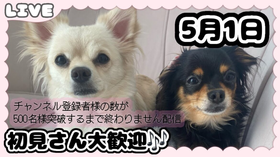 【🔴5/1 あいむ＆ゆめの様子】ライブ配信┊初見さん大歓迎です🐶🎶