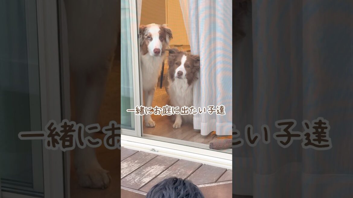 飼い主の近くに居たい甘えん坊の犬達が可愛すぎる🥺【ボーダーコリー・オーストラリアンシェパード】#shorts 飼い主の近くに居たい甘えん坊の犬達が可愛すぎる🥺【ボーダーコリー・オーストラリアンシェパード】#shorts