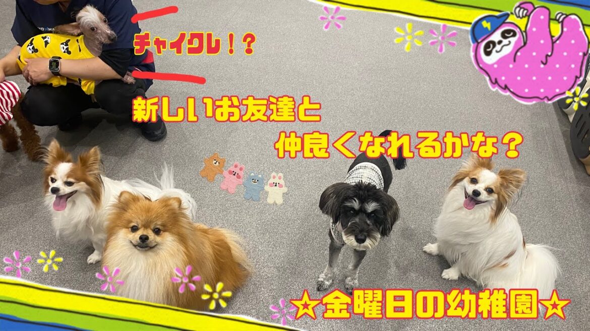 【犬の幼稚園】金曜日の幼稚園~新たなお友達？~(万代店)