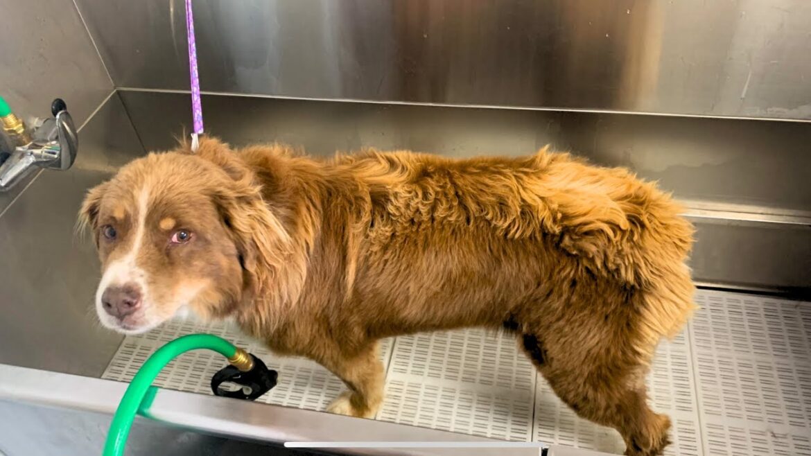 無料の犬のグルーミング オーストラリアンシェパードの変身 無料の犬のグルーミング オーストラリアンシェパードの変身