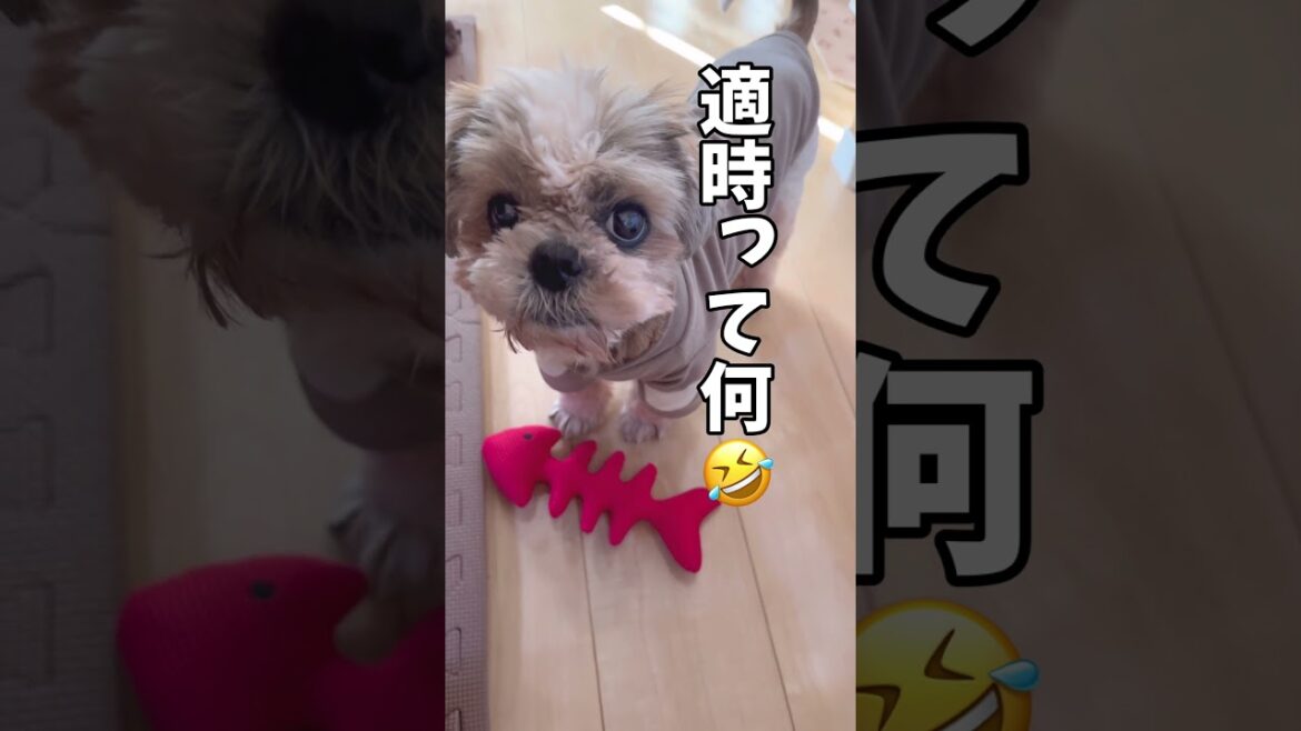 褒めて説得してみましたw🐶#シーズー #いぬ #犬 #わんこ #イヌ