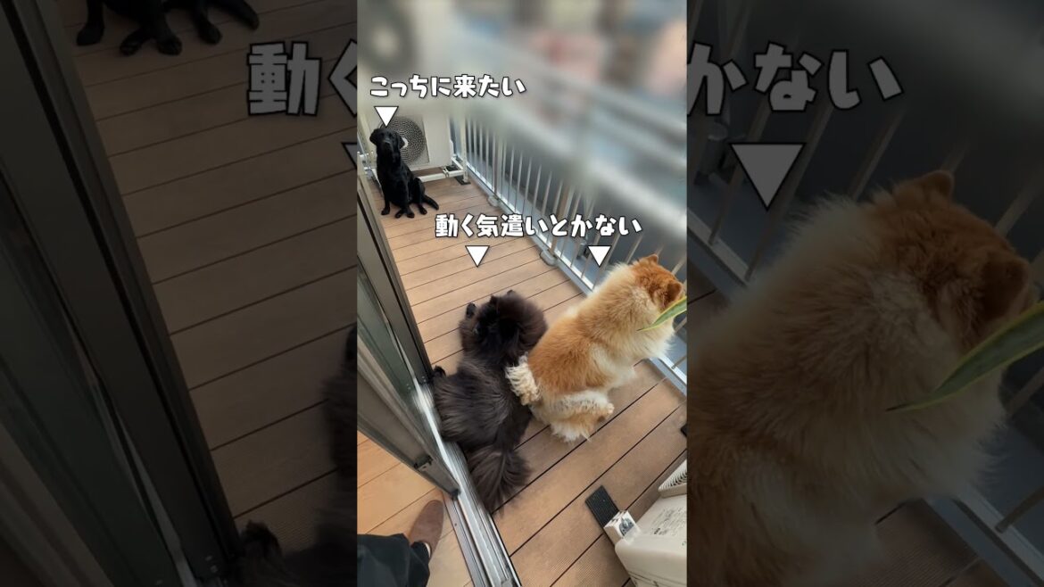 先輩犬たちがふさいでて動けない後輩犬【チャウチャウ・ラブラドールレトリバー】【多頭飼い】【大型犬】＃Shorts
