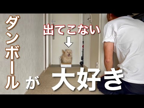 ダンボールが大好きな愛犬!僕も入ってみたw ダンボールが大好きな愛犬!僕も入ってみたw