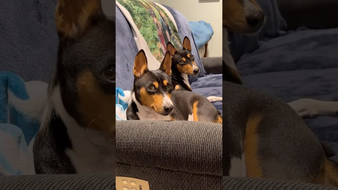 2匹のかわいい犬 #吠えない