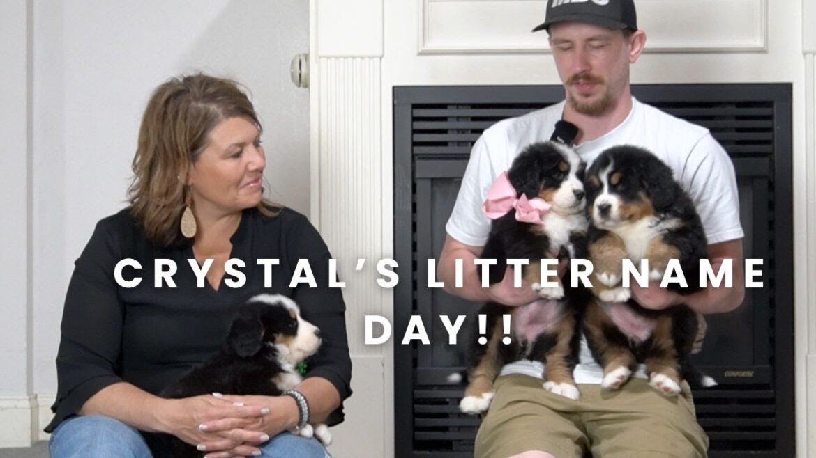 Crystal's Bernese Mountain Dog Puppies | Name Day!