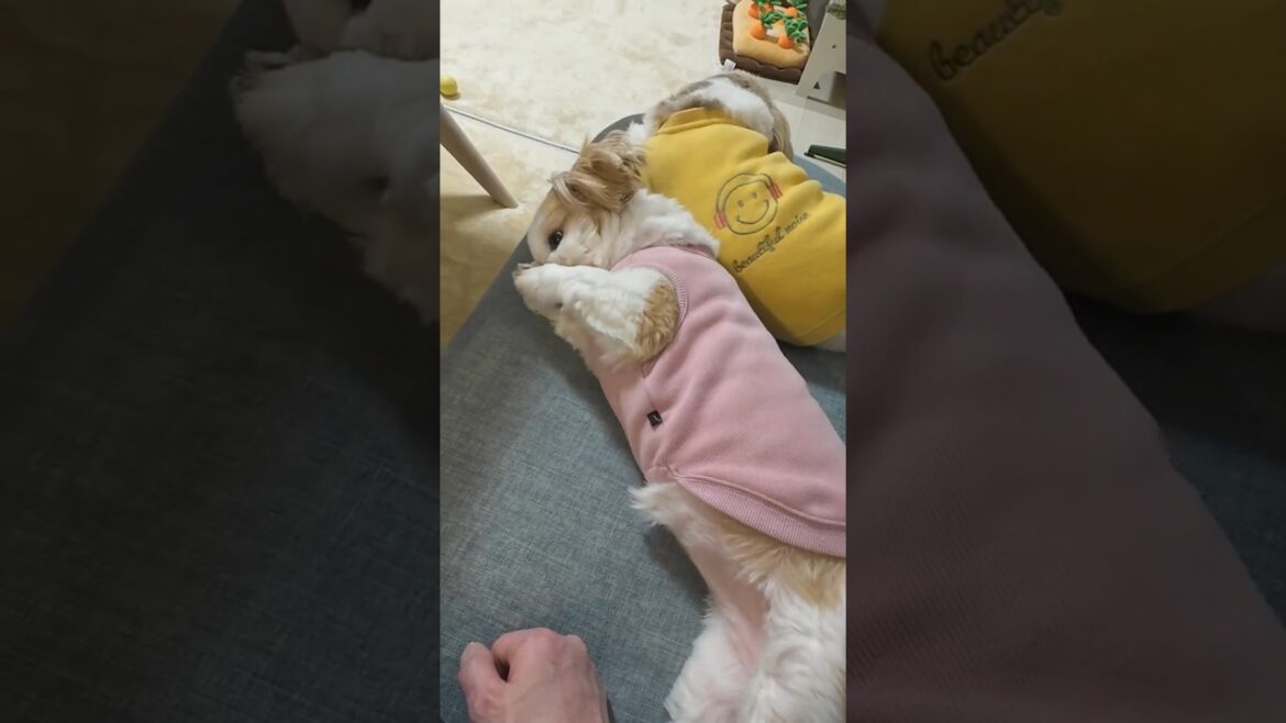 ただ愛犬が可愛いだけの動画【シーズー】