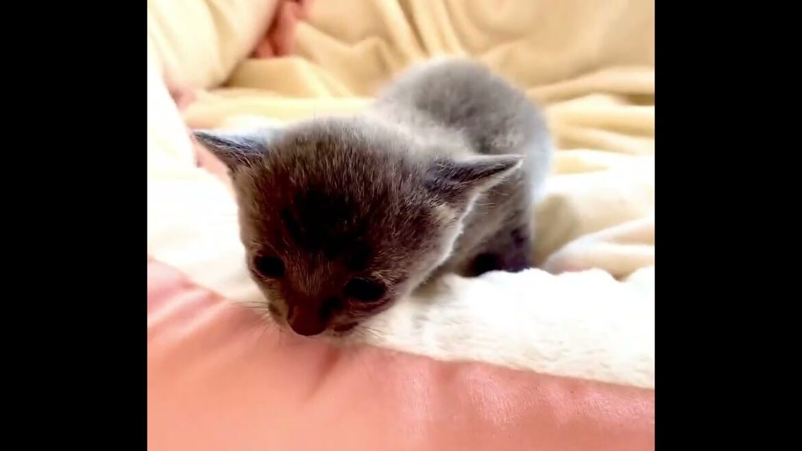 ロシアンブルー ママのおっぱい🍼を沢山飲んでスクスク成長中🐾😸💘🍀