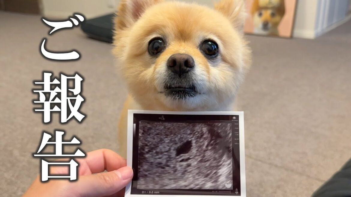 【ご報告】第一子となる赤ちゃんを授かりました! 【ご報告】第一子となる赤ちゃんを授かりました!