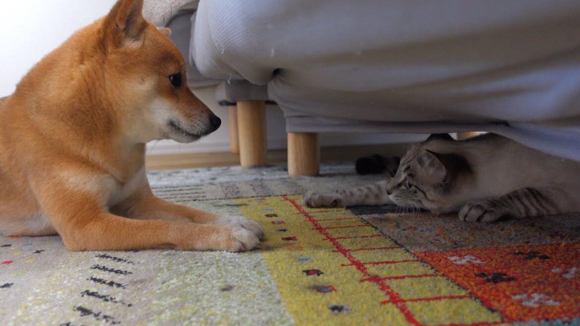 急接近‥？柴犬が保護猫の母親役を務めたら時空超えてました。。
