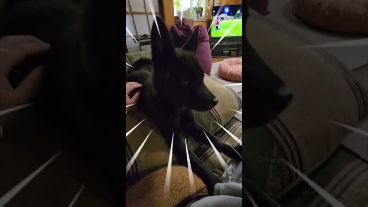【甲斐犬】犬かと思ったらただの破壊神だった　#shorts #甲斐犬 #子犬 #犬 #日本犬  #卜伝 #ぼくでん