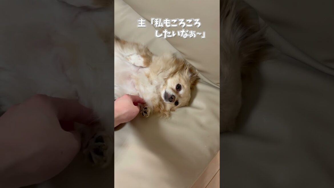 ぐーたらしているチワワが可愛い #ロングコートチワワ　#犬 #犬好きさんと繋がりたい #犬と猫どっちも飼ってると毎日たのしい #多頭飼い