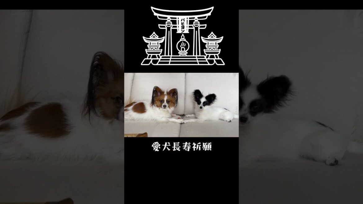 パピヨン神社で長寿祈願　 #パピヨン #papillon #可愛い　#子犬お迎え