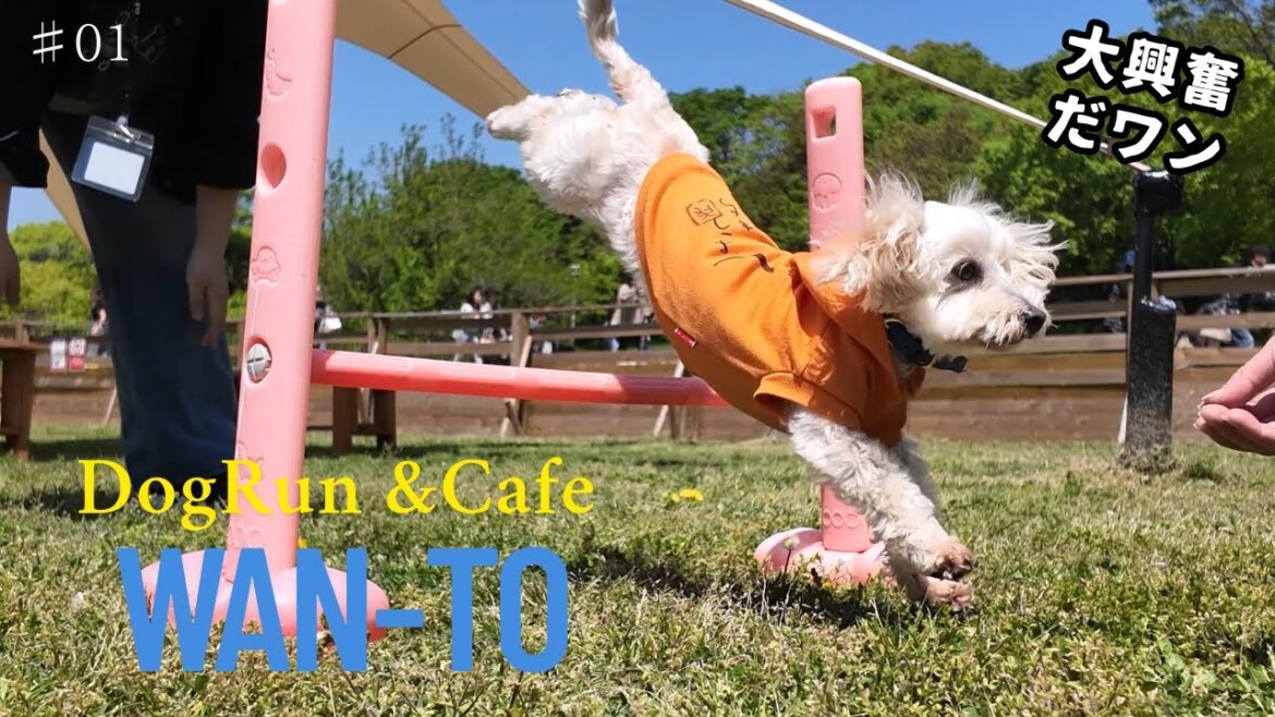 初投稿‼️✨岸和田市にある『ドックランワンと』さんへ行ってきたよ🐶