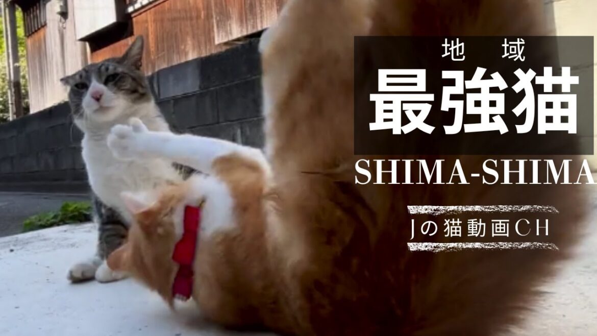 お友達の野良猫しましまちゃんとお外で遊ぶ！　保護猫のふくふく