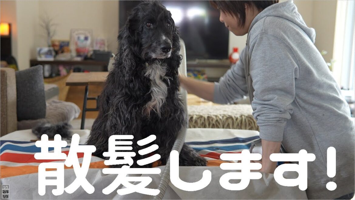 嫌いなお手入れを乗り切った喜びが可愛すぎるイングリッシュコッカー
