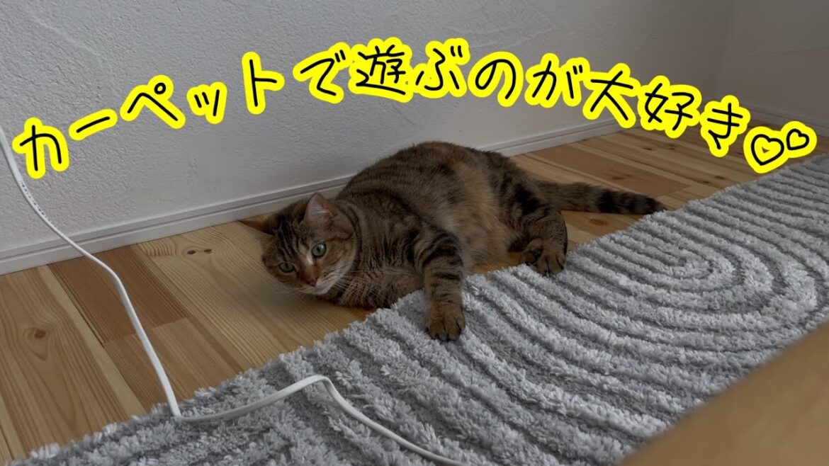 カーペットで一人で遊ぶ足長マンチカンがこちらw