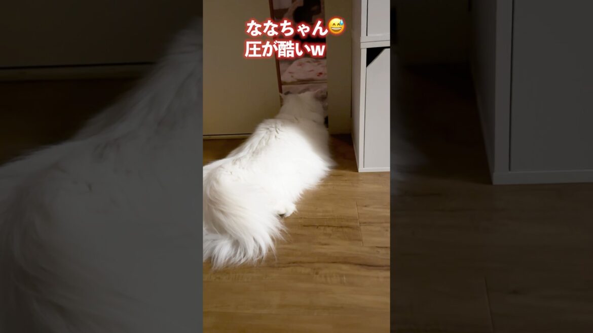 保護猫を部屋の入り口で監視する先住でかラガマフィンの白猫　#shorts #cat#ragamuffin #ラガマフィン #保護猫 #黒猫