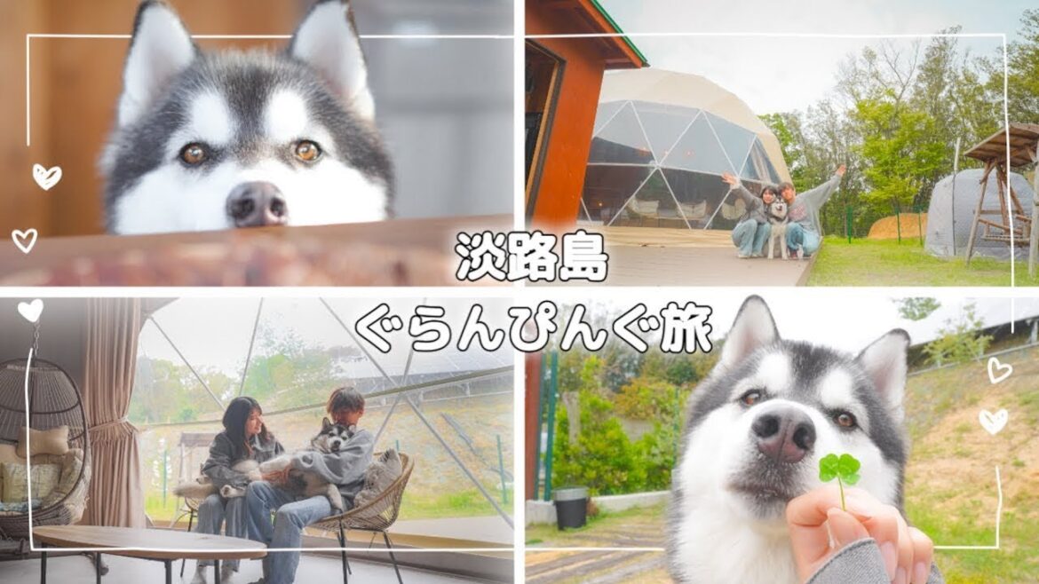 Olive GLAMP淡路島Virgin Valley-バージンバレーとルルくん🌴泊まれるオリーブ畑[淡路島]