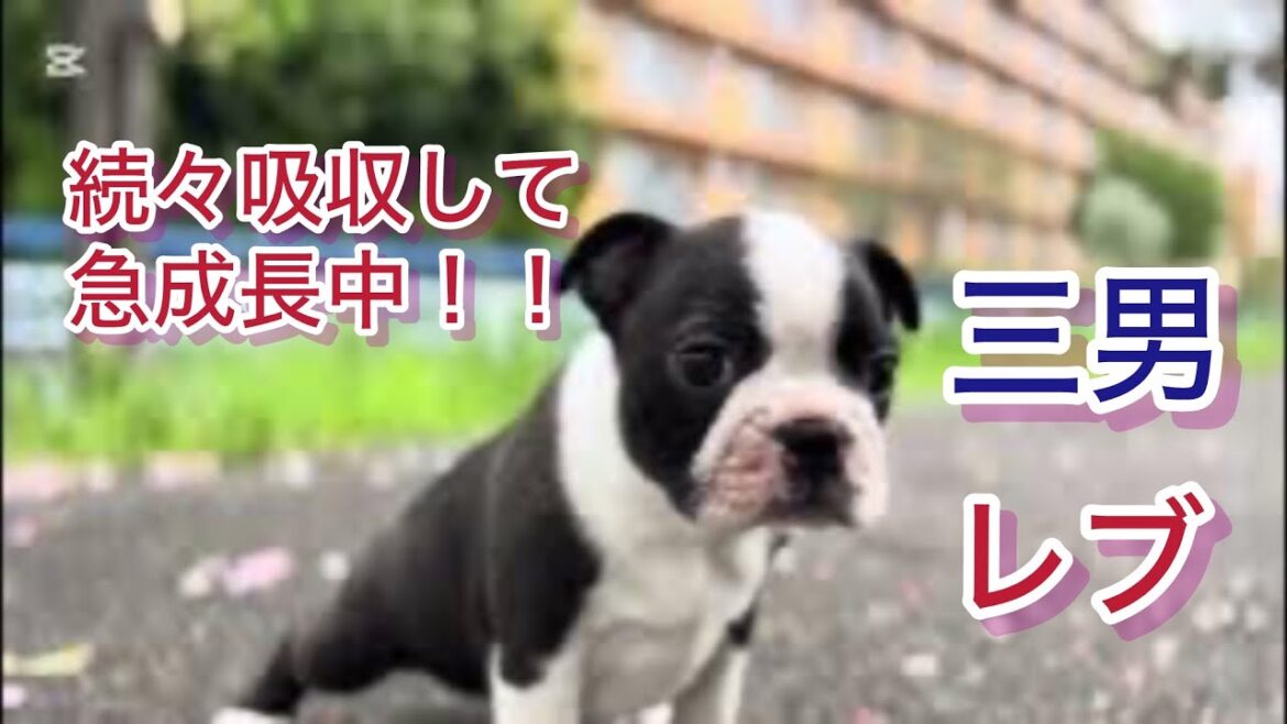 生後45日のボストンテリアパピーがここまで出来た！！