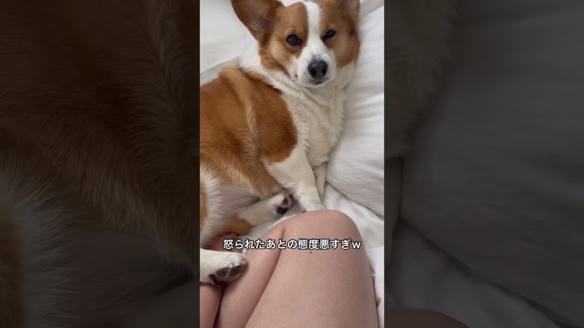 この顔は多分反省してない#コーギー#コーギー犬#コーギーのいる暮らし #犬 #犬のいる暮らし #犬のいる生活 #corgi #dog