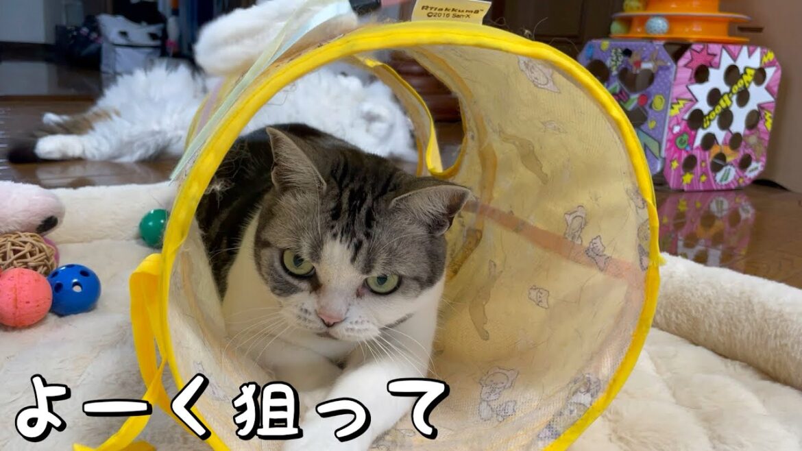 おもちゃで遊ぶ猫が可愛い【アメリカンショートヘア】 おもちゃで遊ぶ猫が可愛い【アメリカンショートヘア】